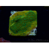 WYSIWYG RAH Montipora Acid Orange