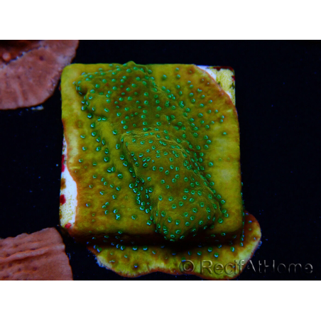WYSIWYG RAH Montipora Acid Orange