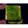 WYSIWYG RAH Montipora Acid Orange