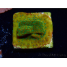WYSIWYG RAH Montipora Acid Orange