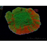 WYSIWYG WWC Sunfire GRAFTED Montipora plateau 11N1