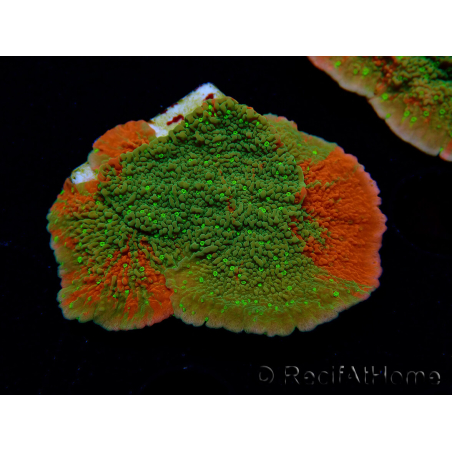 WYSIWYG WWC Sunfire GRAFTED Montipora plateau 11N3