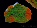 WYSIWYG WWC Sunfire GRAFTED Montipora plateau 11N3