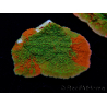 WYSIWYG WWC Sunfire GRAFTED Montipora plateau