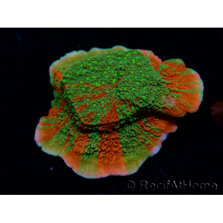 WYSIWYG WWC Sunfire GRAFTED Montipora plateau