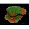 WYSIWYG WWC Sunfire GRAFTED Montipora plateau 11N4