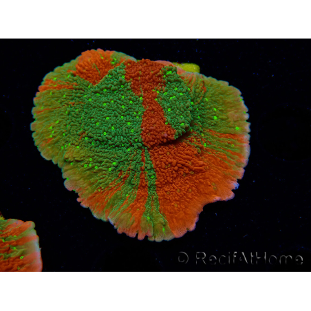 WYSIWYG WWC Sunfire GRAFTED Montipora plateau