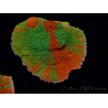 WYSIWYG WWC Sunfire GRAFTED Montipora plateau 11N5
