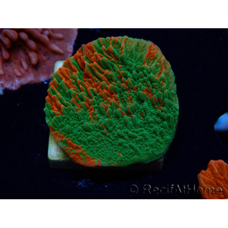 WYSIWYG Montipora plato INJERTADO ULTRA