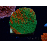 WYSIWYG Montipora plato INJERTADO ULTRA