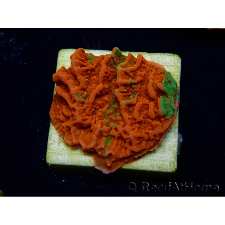 WYSIWYG Montipora plateau GRAFTED ULTRA 11O2