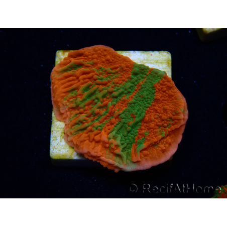 WYSIWYG Montipora plateau INNESTATO ULTRA