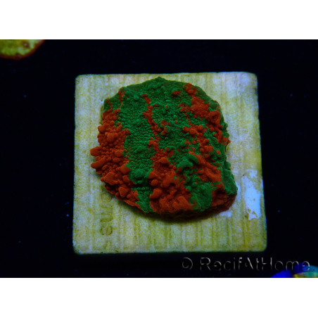 WYSIWYG Montipora plateau INNESTATO ULTRA