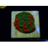 WYSIWYG Montipora plato INJERTADO ULTRA