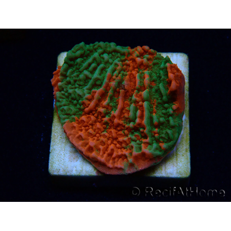 WYSIWYG Montipora-Platte GESCHMOLTEN ULTRA