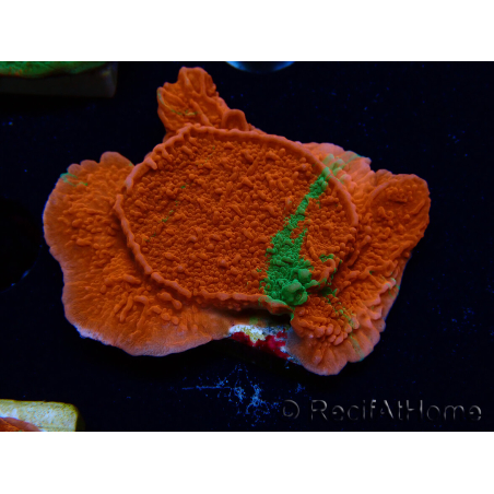 WYSIWYG Montipora plateau GRAFTED ULTRA