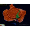 WYSIWYG Montipora plateau GRAFTED ULTRA