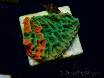 WYSIWYG Montipora plateau GRAFTED ULTRA 11O7