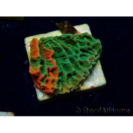 WYSIWYG Montipora plateau INNESTATO ULTRA