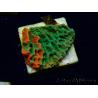 WYSIWYG Montipora plateau GRAFTED ULTRA
