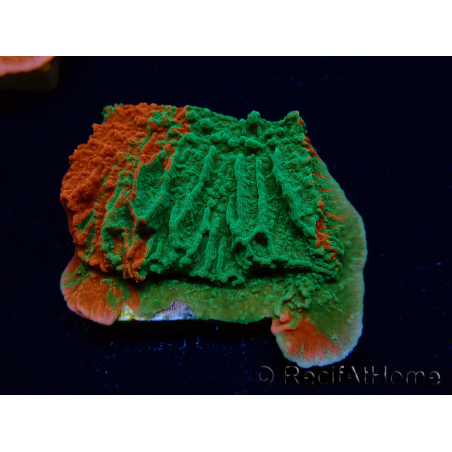 WYSIWYG Montipora plateau INNESTATO ULTRA