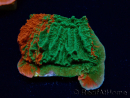 WYSIWYG Montipora plateau GRAFTED ULTRA 11O8
