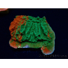 WYSIWYG Montipora plate GRAFTED ULTRA