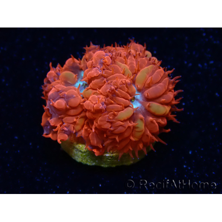 WYSIWYG - RAH Blastomussa merleti Fire and Ice