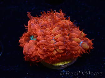WYSIWYG - RAH Blastomussa merleti Fire and Ice 3