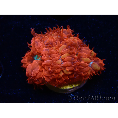 WYSIWYG - RAH Blastomussa merleti Fire and Ice