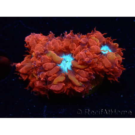 WYSIWYG - RAH Blastomussa merleti Fire and Ice