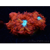 WYSIWYG - RAH Blastomussa merleti Fire and Ice