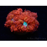 WYSIWYG - RAH Blastomussa merleti Fire and Ice