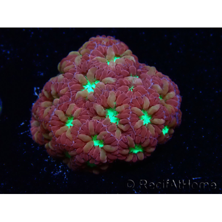 WYSIWYG - RAH Blastomussa merleti Merlot