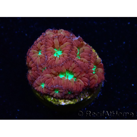 WYSIWYG - RAH Blastomussa merleti Merlot
