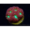 WYSIWYG - RAH Blastomussa merleti Merlot 5