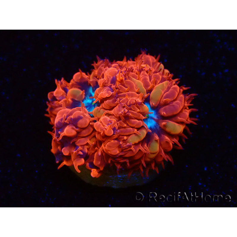 WYSIWYG - RAH Blastomussa merleti Fire and Ice
