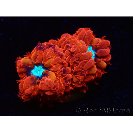 WYSIWYG - RAH Blastomussa merleti Fire and Ice