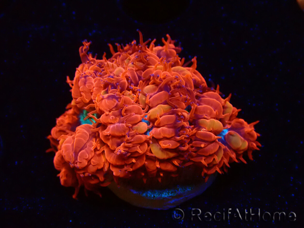 WYSIWYG - RAH Blastomussa merleti Fire and Ice