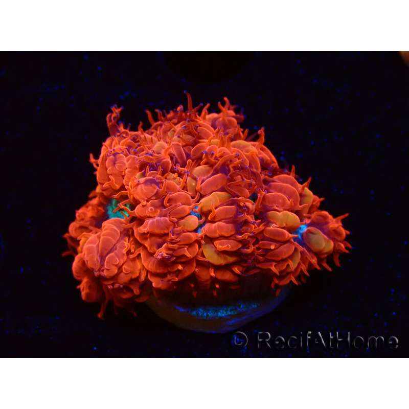 WYSIWYG - RAH Blastomussa merleti Fire and Ice
