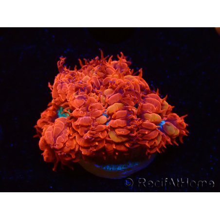 WYSIWYG - RAH Blastomussa merleti Fire and Ice