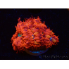 WYSIWYG - RAH Blastomussa merleti Fire and Ice 3