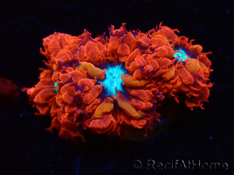 WYSIWYG - RAH Blastomussa merleti Fire and Ice
