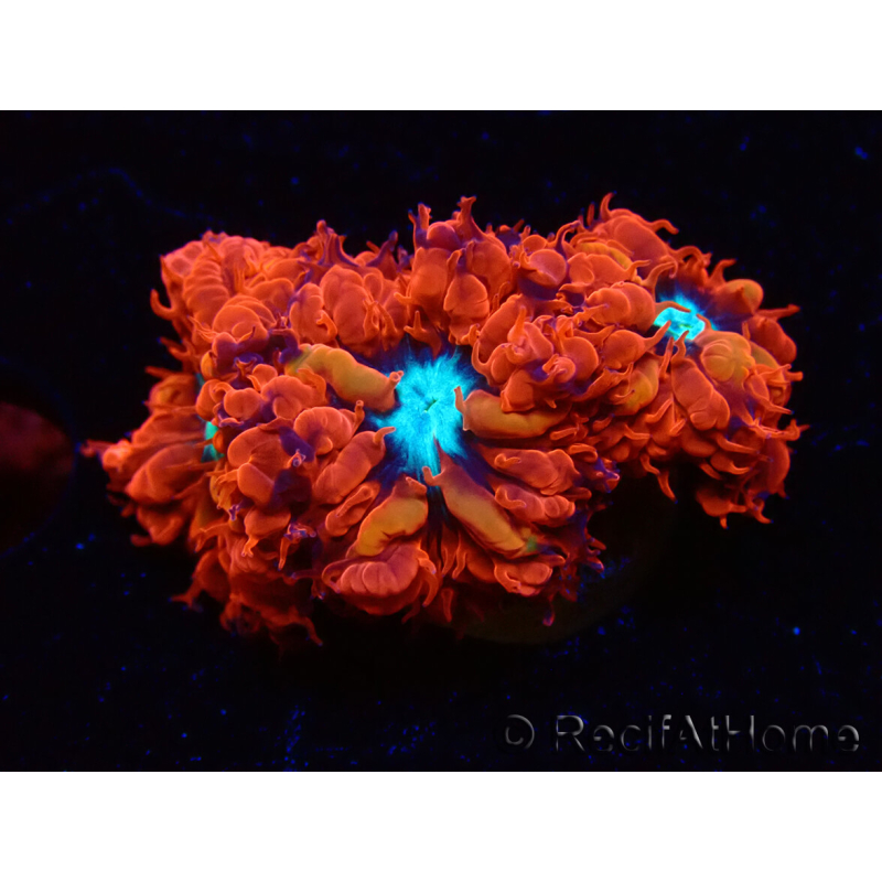 WYSIWYG - RAH Blastomussa merleti Fire and Ice