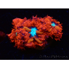 WYSIWYG - RAH Blastomussa merleti Fire and Ice