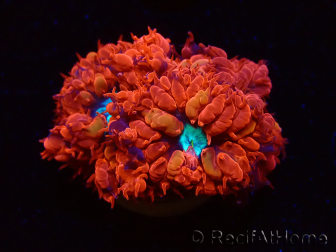 WYSIWYG - RAH Blastomussa merleti Fire and Ice 5