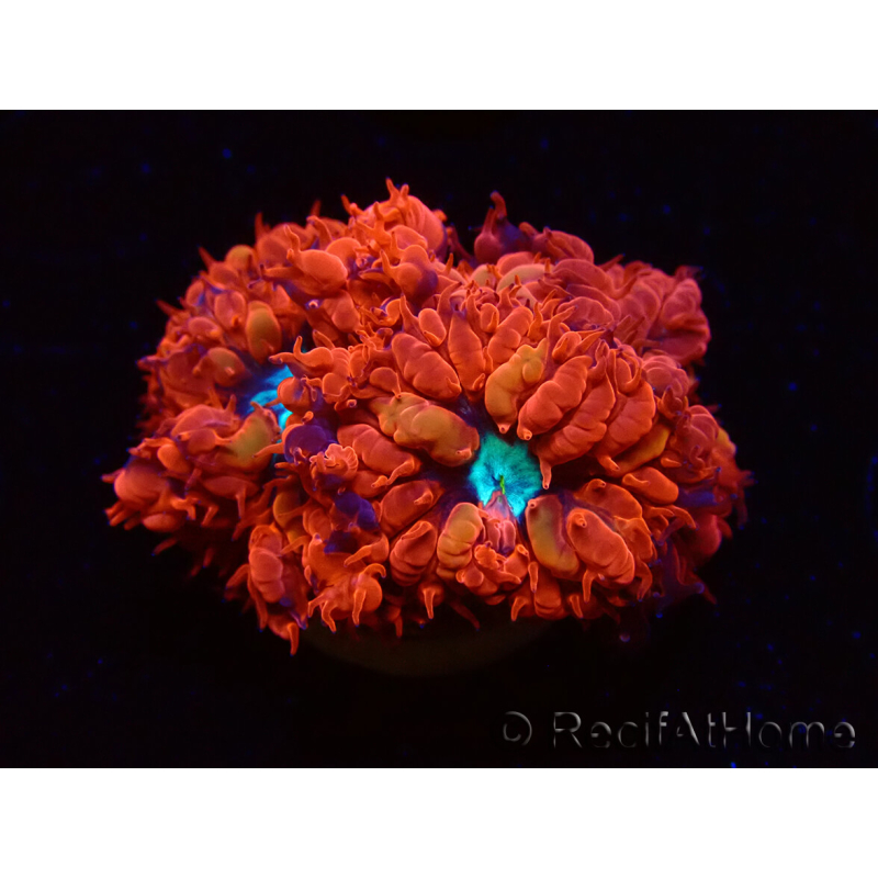 WYSIWYG - RAH Blastomussa merleti Fire and Ice