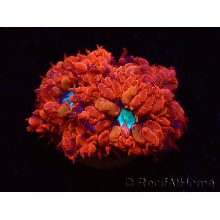 WYSIWYG - RAH Blastomussa merleti Fire and Ice 5
