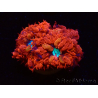 WYSIWYG - RAH Blastomussa merleti Fire and Ice 5