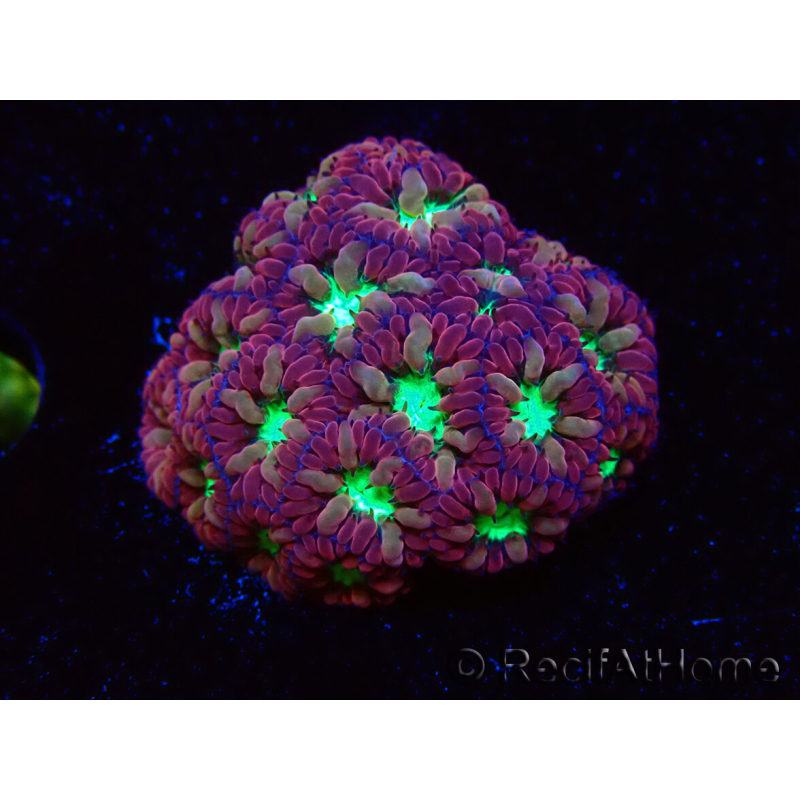 WYSIWYG - RAH Blastomussa merleti Merlot